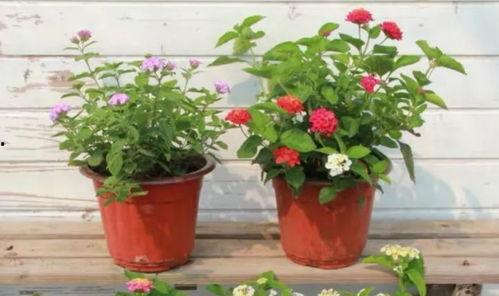 刘大锤最新爆料金庸视频,金庸视频背后的惊人内幕 第3张 刘大锤最新爆料金庸视频,金庸视频背后的惊人内幕 第3张